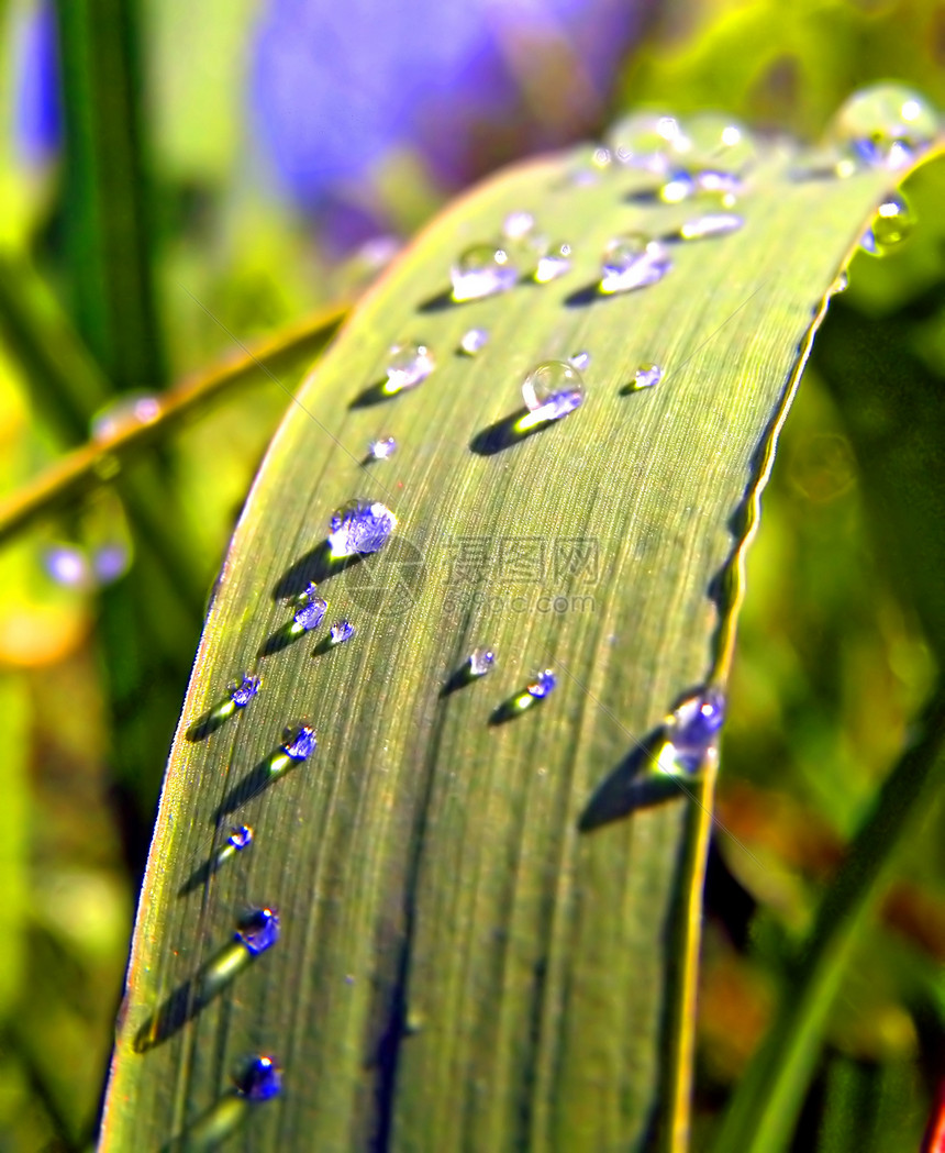 药草上滴水药品草地液体阳光花园草本植物植物环境宏观叶子图片