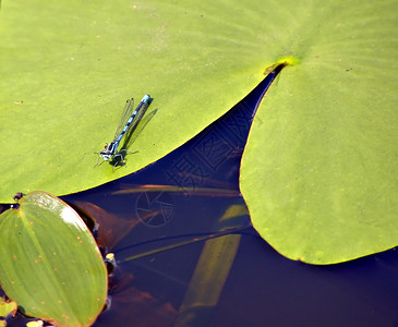 水里百合板上的环境叶子绿地蓝色植物学沼泽床单芦苇公园湿地背景图片