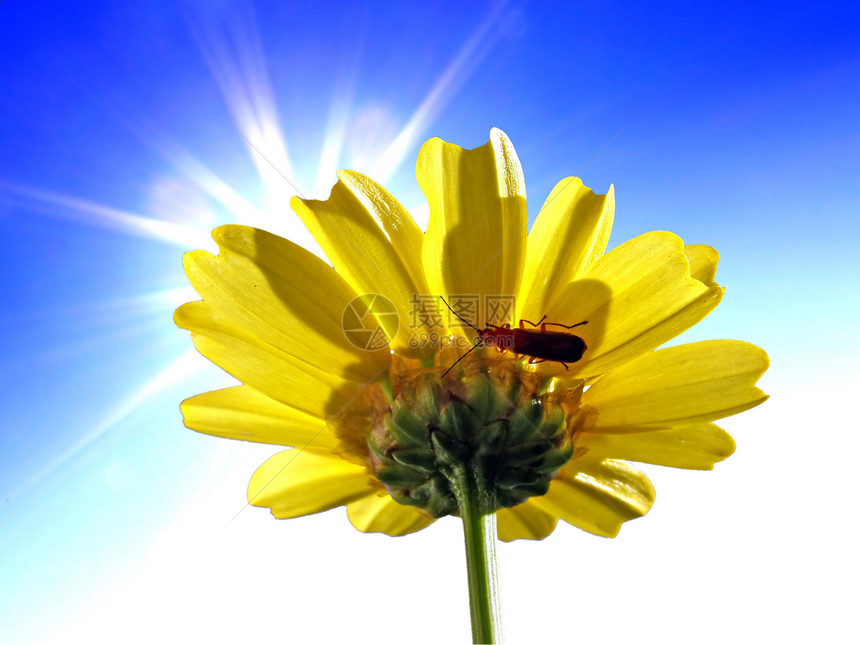 在转蓝色背景的花菊花细胞阳光射线植物学植物生物学礼物叶子花瓣天空图片