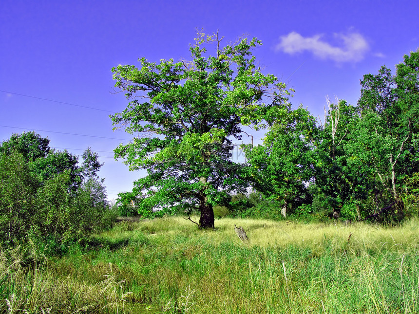 实地的橡树地平线天空牧场季节草本植物气候孤独森林力量环境图片