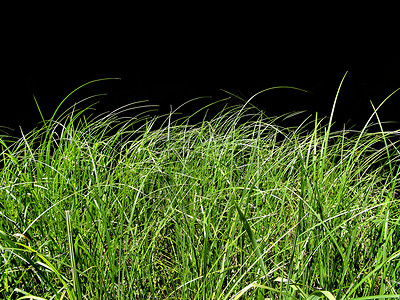 一从草从孤立的绿色草原中取出的背景背景