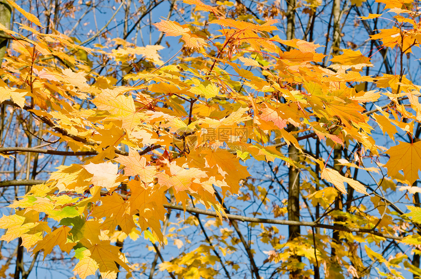 树叶森林天空季节性橙子活力阳光蓝色红色叶子木头图片