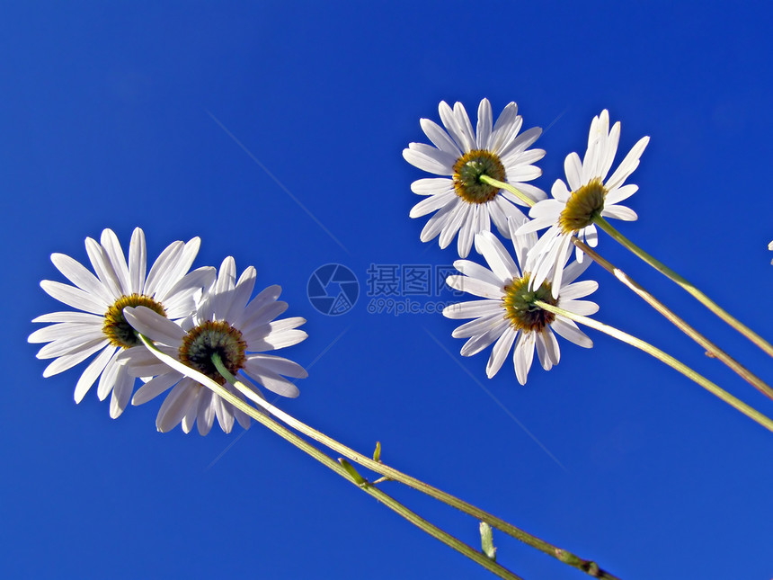 蓝色背景的菊花花朵荒野花瓣天气土地草地生长环境卫生植物农村图片