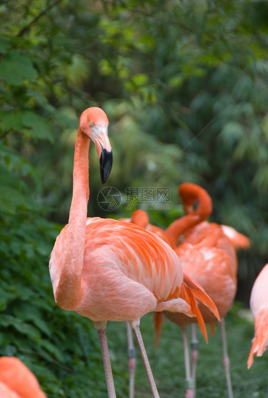 粉红烈火粉色动物火烈鸟沙漠动物园图片