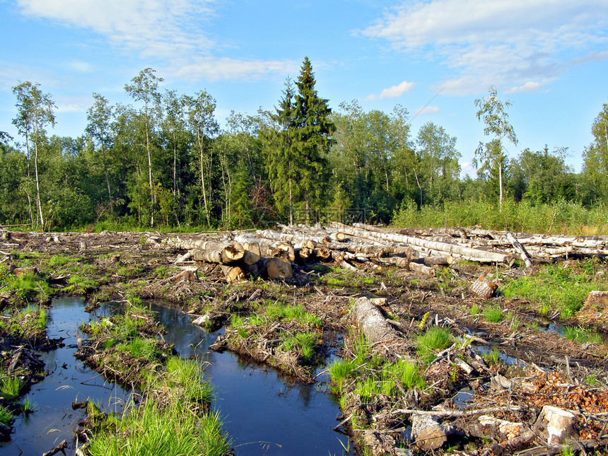 切除木柴风景气候回收生产资源树桩生态木材收成材料图片