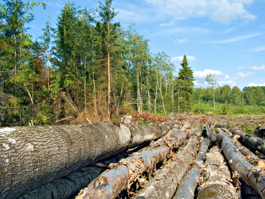 切除木柴损害收成材料环境森林戒指生产资源活力砍伐图片