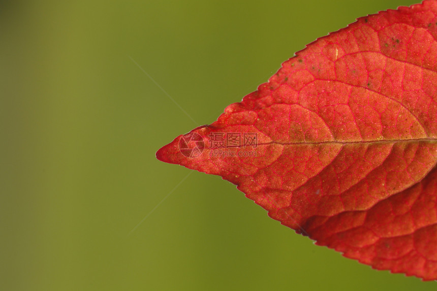 背景斑点棕色生长静脉森林死亡植物学飞机叶子花园图片