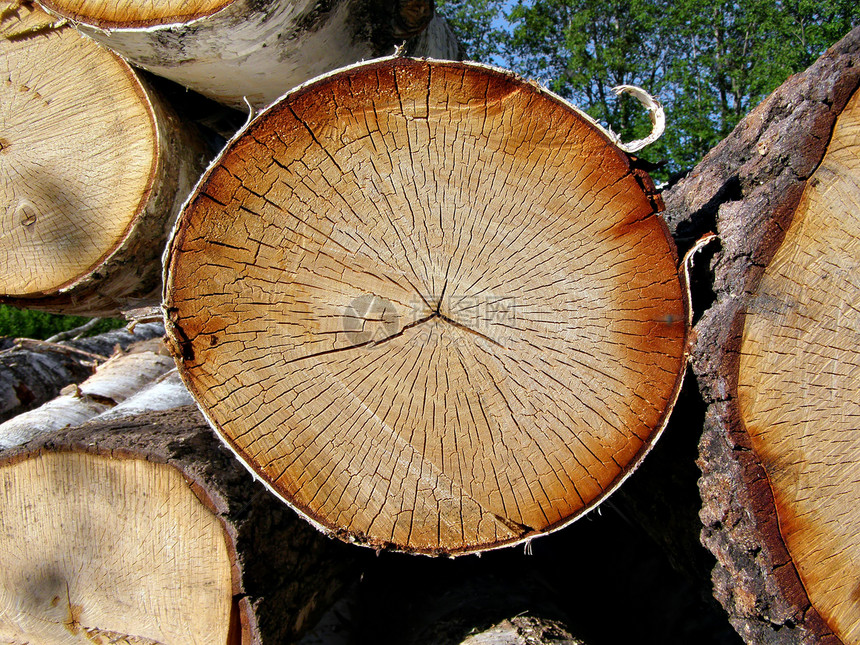 树上的锯木碎片贮存树液环境树干材料柴堆公园桦木森林图片