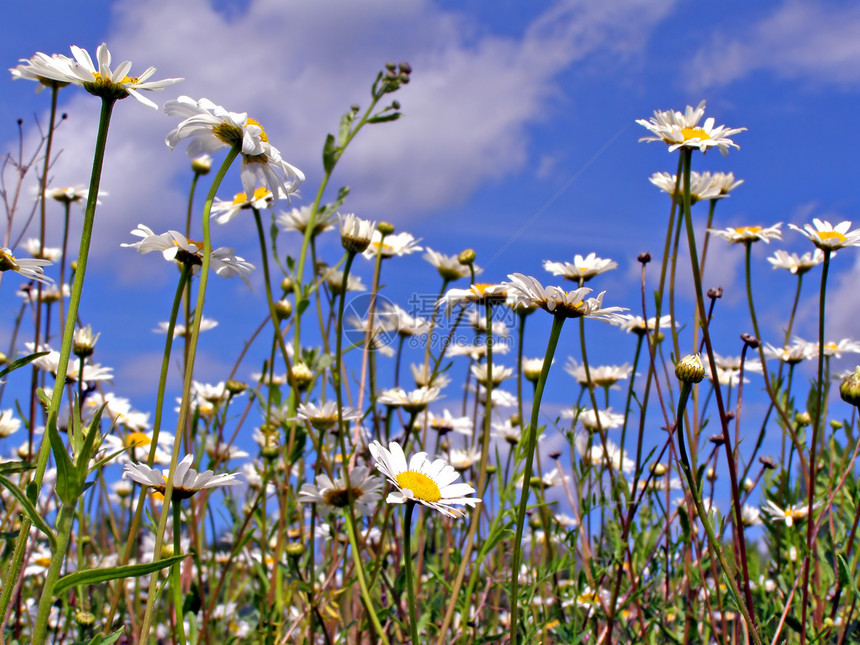 田地上的电轮国家花朵草本植物生长蓝色环境荒野卫生晴天花瓣图片