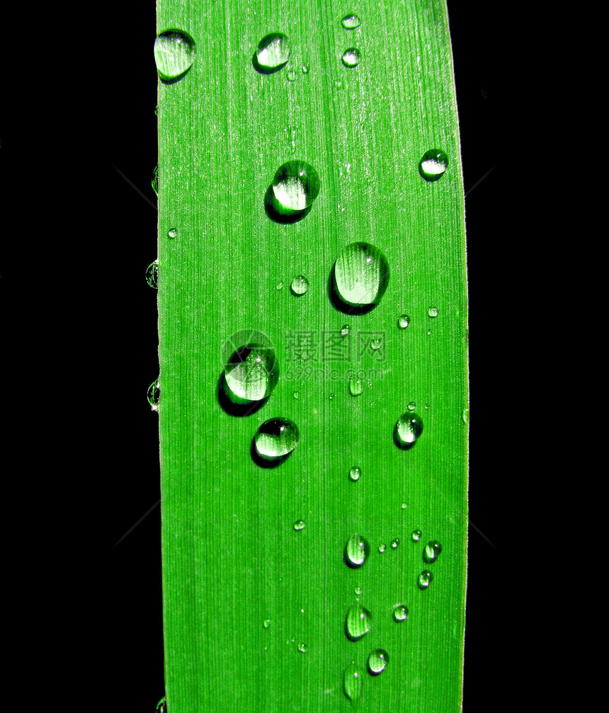 药草上滴水刀刃细雨环境镜头眼泪特写气候运球宏观活力图片