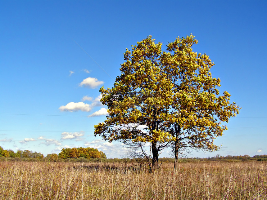 实地的橡树气候橡木农村孤独树叶分支机构蓝色季节场地天空图片