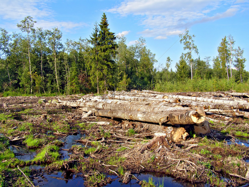 切除木柴树干回收收成破坏森林材料风景国家砍伐日志图片