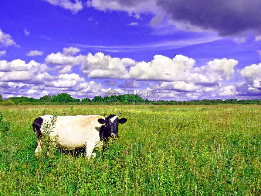 绿草地上的牛牛肉城市牧场植物场景草地刀刃农场村庄场地图片