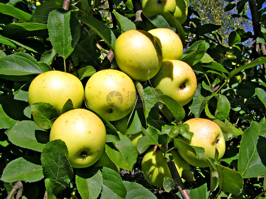 在分支上的苹果树林宏观美食阳光花园太阳蔬菜农场果园分支机构图片