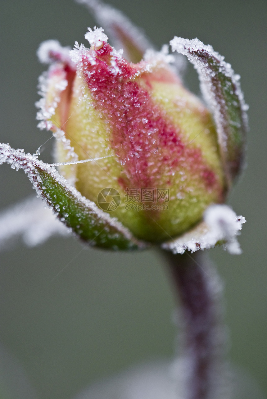 冰冻花朵花瓣红色白色玫瑰叶子黄色雪花植物季节冻结图片