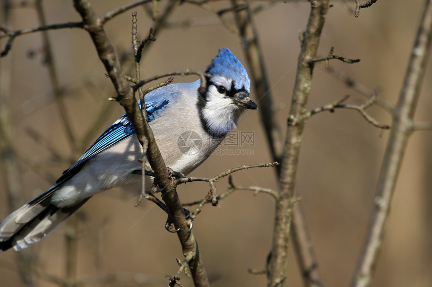 蓝杰观鸟林地翅膀森林鸟类栖息羽毛蓝色荒野野生动物图片