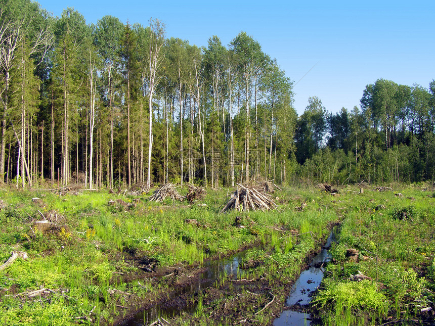 切除木柴风景破坏日志气候损害收成森林生产生态资源图片