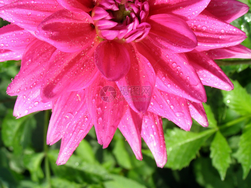 大丽花花瓣园艺大丽花墙纸植物群花园宏观花粉叶子生活季节图片