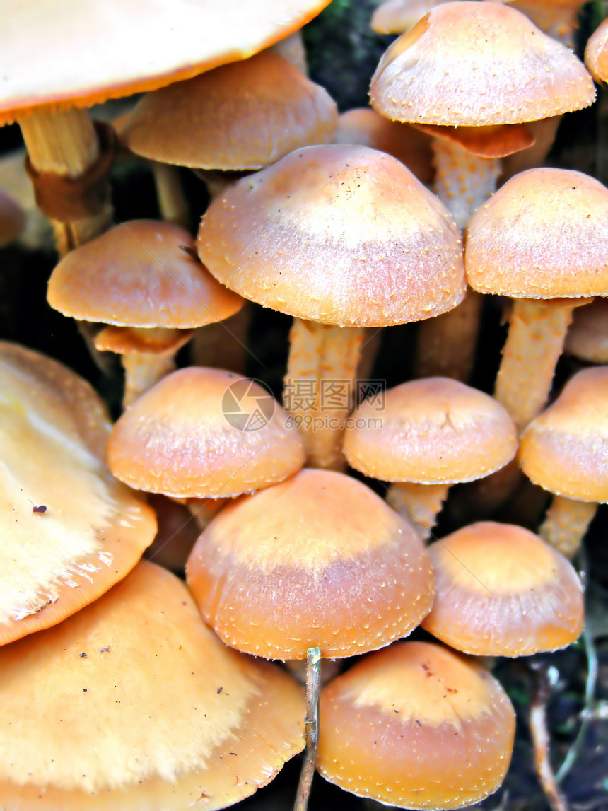旧树桩上的蘑菇家庭树木孢子植物群人群水分草药蔬菜文化团体图片