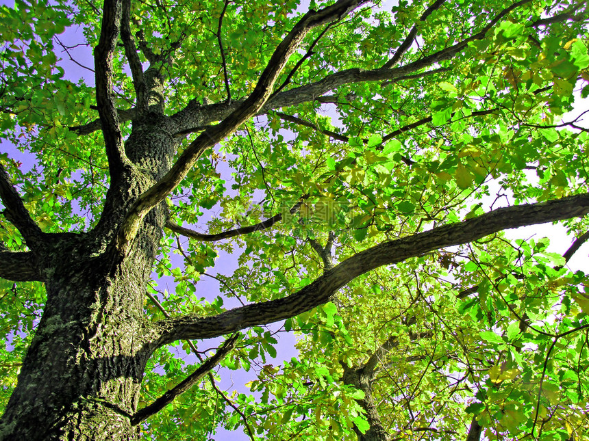 橡木的树枝天空宏观树木反射皮层环境分支机构植物植物学森林图片