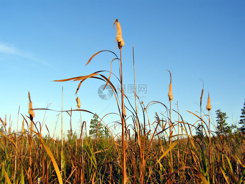 在沼泽中园艺支撑植物香蒲草本植物甘蔗沼泽地植物群芦苇宏观图片
