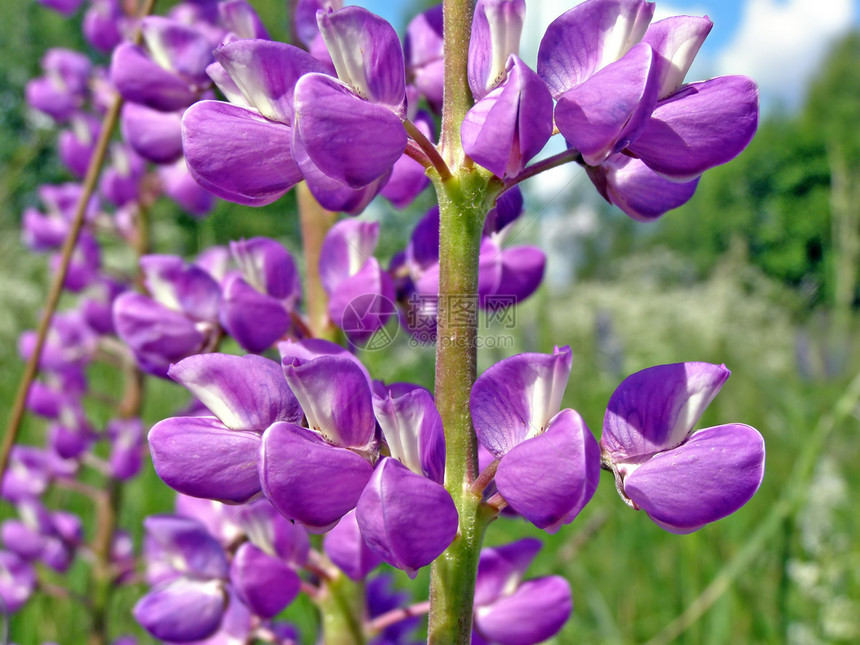 田野上的花朵花瓣天空点燃植物学床单生物学紫色宏观植物群草本植物图片