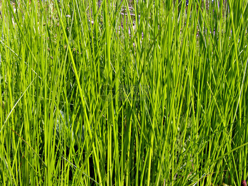 绿药草气候美丽沼泽叶子牧场射线天气收获阳光假期图片