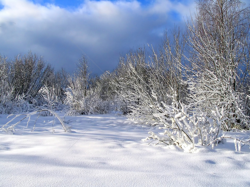 暴雪后的冬季木材天空蓝色木头冷冻美丽森林地平线场地结晶暴风雪图片