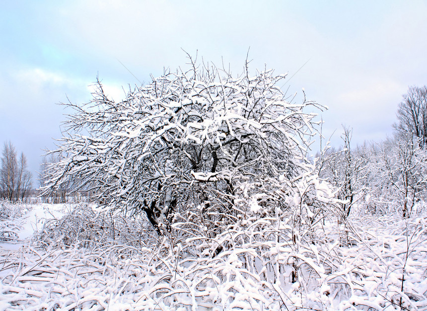 冬季花园的雪中满树场景国家季节苹果树曲目街道公园场地森林天气图片