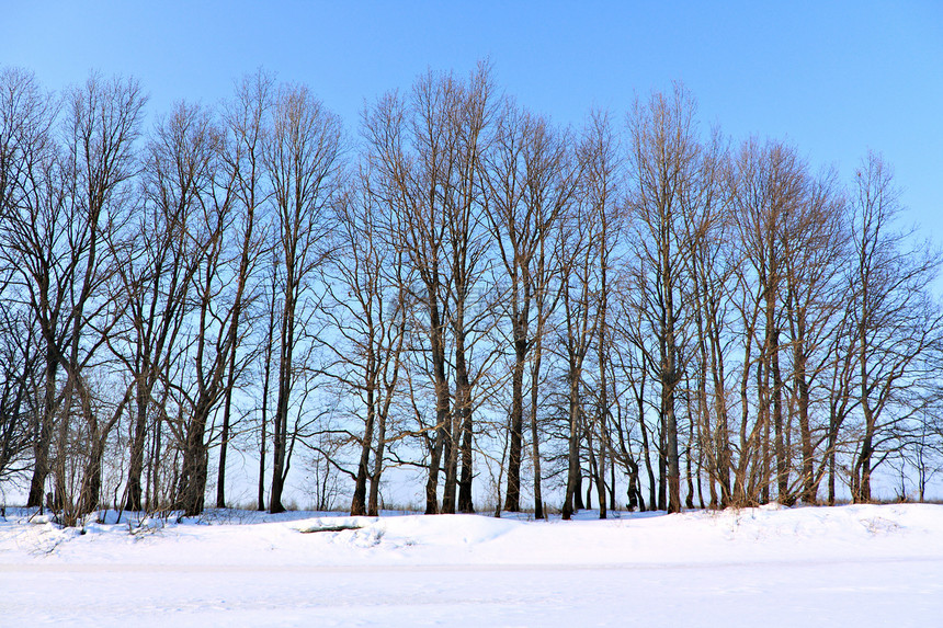 冬季风景冻结阳光木材白色田园橡木乡村照射荒野天空图片