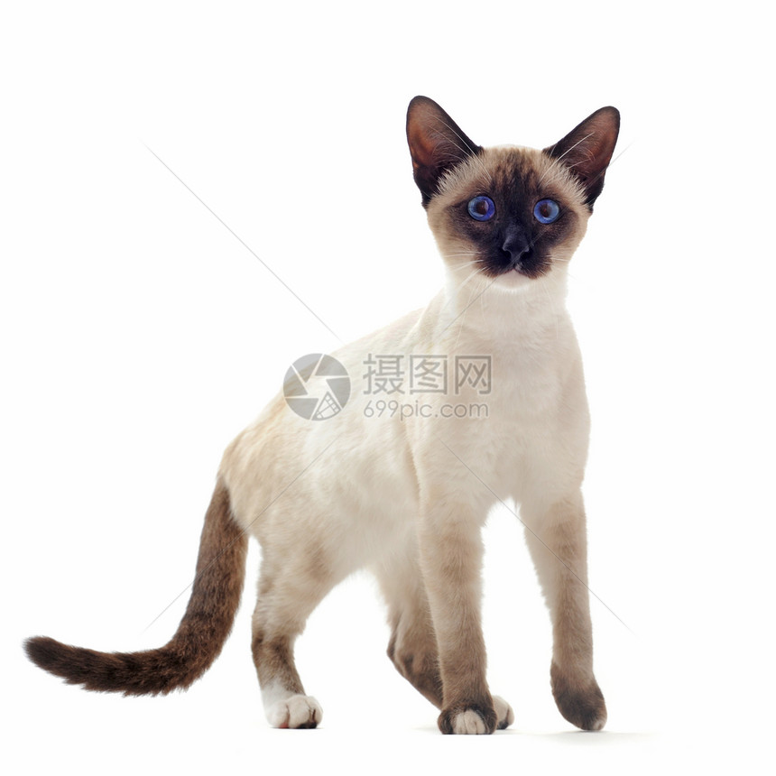 西亚小猫白色工作室爪子猫科动物宠物动物图片