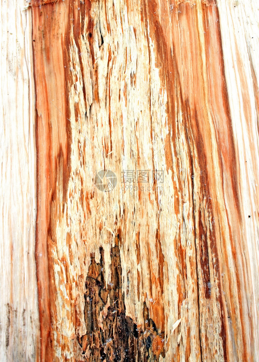 树木背景背景宏观树干植物群木头材料历史松树棕色木板同心图片