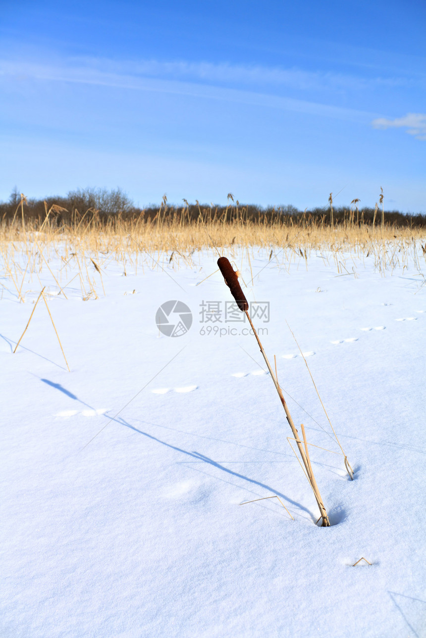 雪中横梁植物群园艺沼泽草本植物芦苇场地花园生活冷冻支撑图片