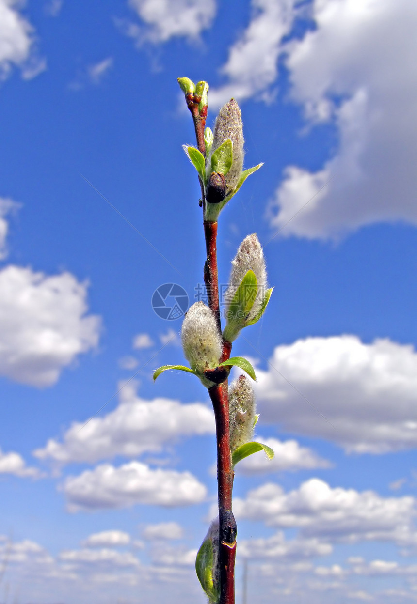 本底云雾天空上的芽树发芽生长季节绘画眼睛植物学阳光荒野美丽环境图片