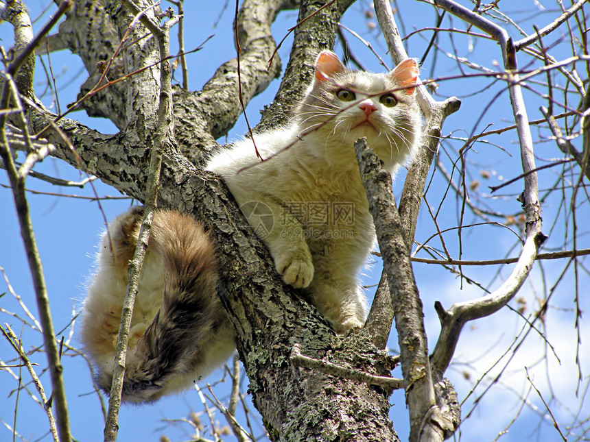 树上有猫动物宠物图片