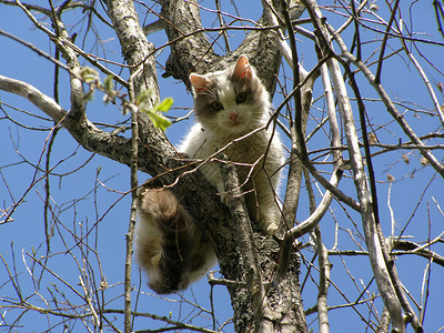 树上有猫宠物动物背景图片