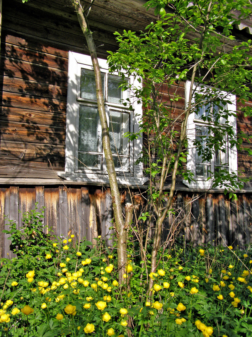 旧木制建筑墙下的黄黄色花朵小屋村庄场地裂痕农场历史农家乡村大厦李子图片