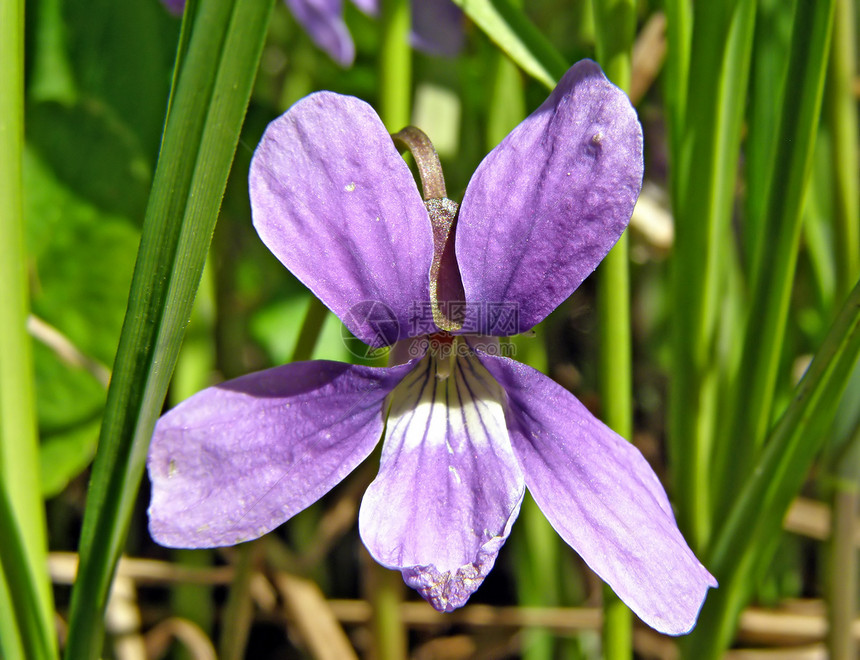 干草林间花朵场地床单宏观紫色飞行生物学蓝色花瓣草本植物植物学图片