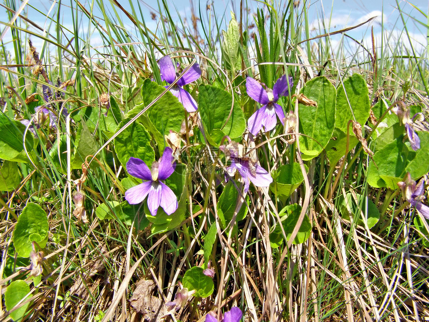 干草林间花朵鲜花气候风景场地美丽牧草草本植物牧场场景紫色图片