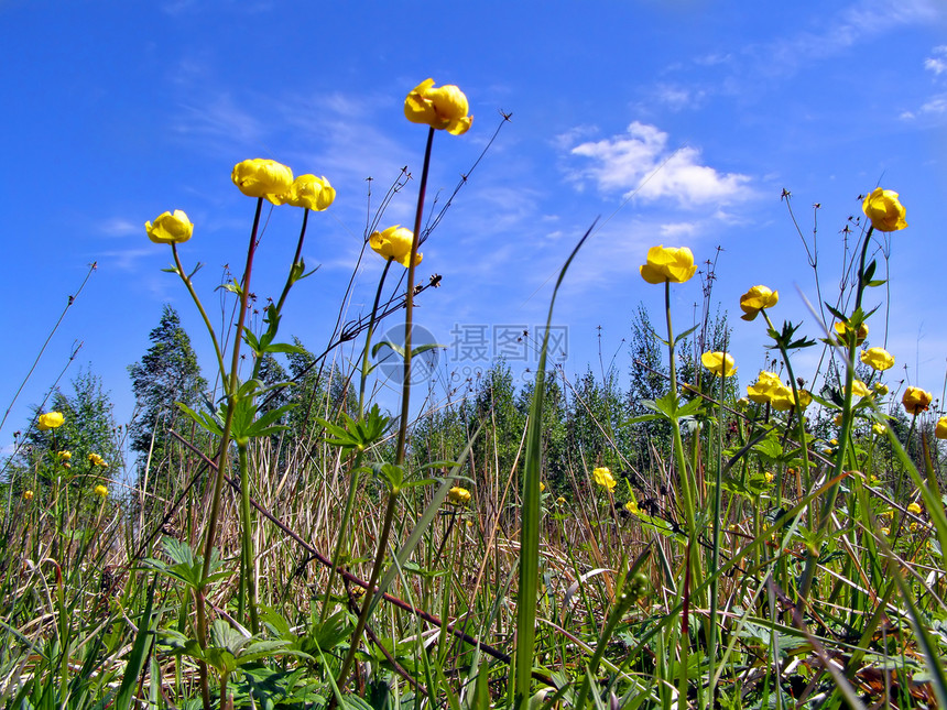 绿地上的黄黄色花朵花园场地草地花瓣宏观植物群床单生长植物学荒野图片