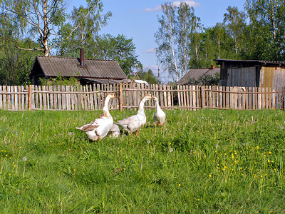 在围栏附近的草地上的鹅荒野草本植物自由农家院农场房子晴天网络翅膀家庭背景图片