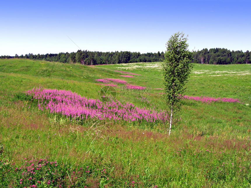 田地花朵植物生长农村晴天植物群淡紫色花瓣草本植物牧草地面图片