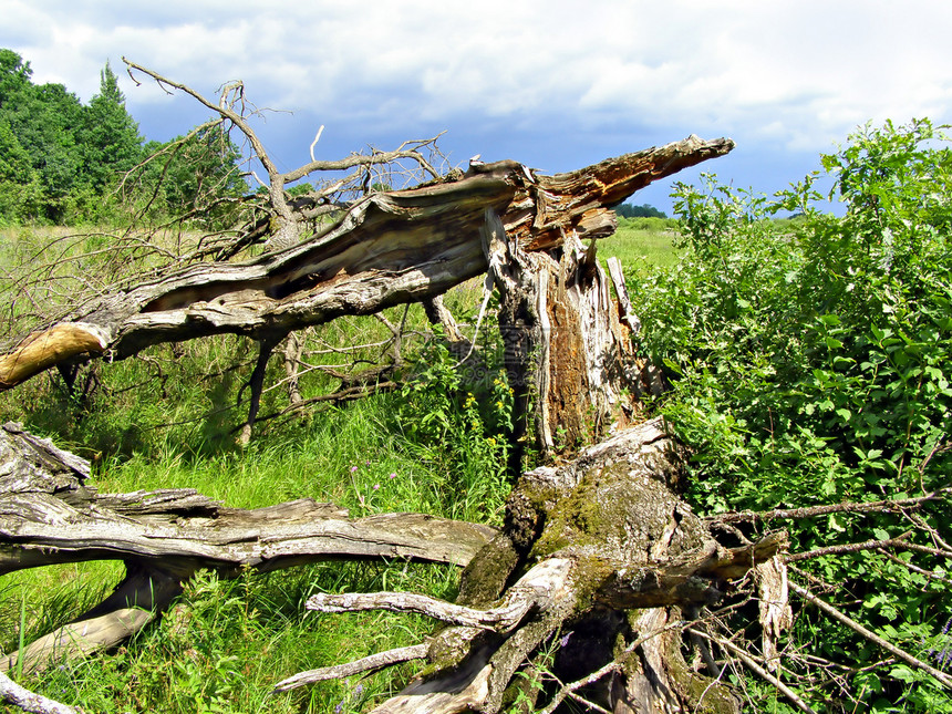 古老的折叠橡树风化风暴殴打荒地叶子木头松林损害国家风霜图片