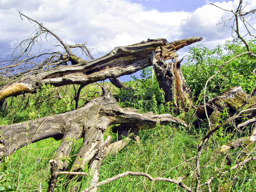 古老的折叠橡树荒地农村殴打植被裂痕飓风叶子天气风暴松林图片