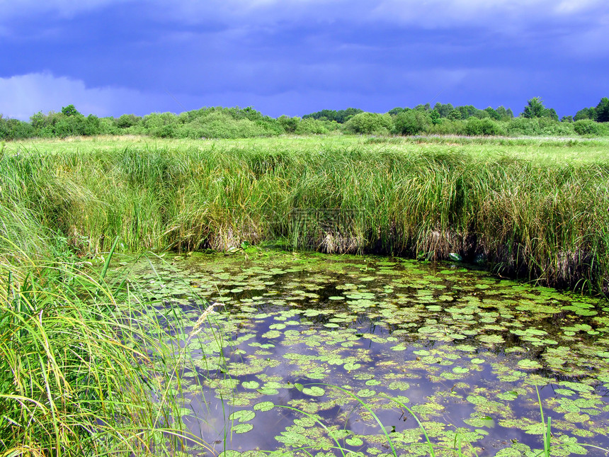田间小湖环境生态草地旅行草本植物远景树叶蓝色公园反射图片