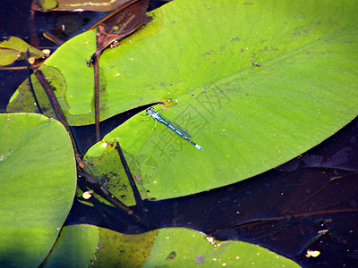 水里百合板上的翅膀叶子沼泽百合蓝色植物学植物池塘生物学土地背景图片