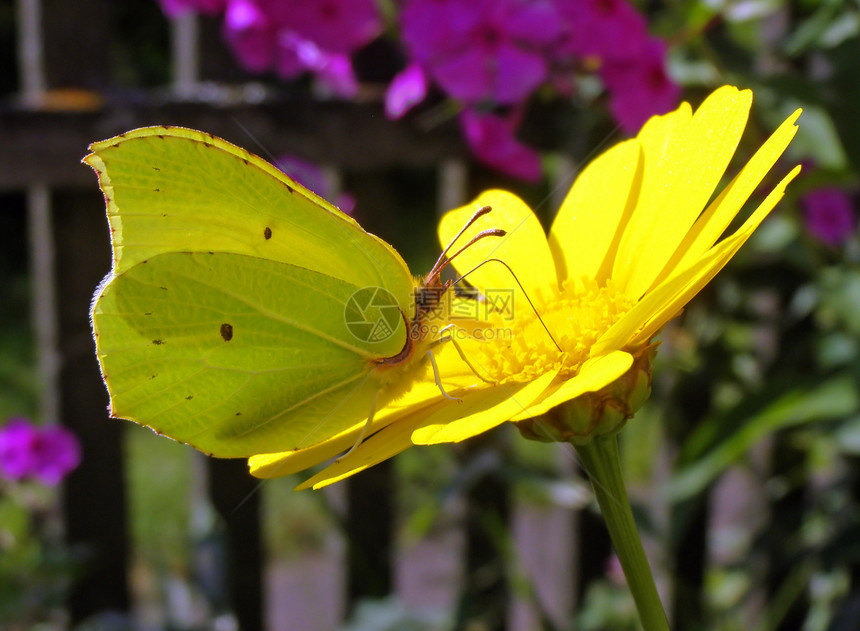 花上蝴蝶礼物蓝色花粉阳光植物学花瓣生长天空昆虫植物图片