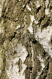 树皮纹理桦木植物木材木头生长背景图片
