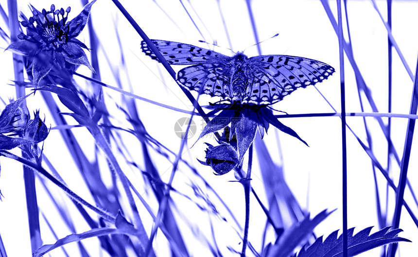 蓝色光照下的花上蝴蝶图片