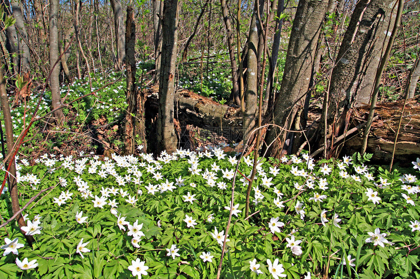 木的雪生活花朵季节白色宏观阳光森林叶子团体花园图片